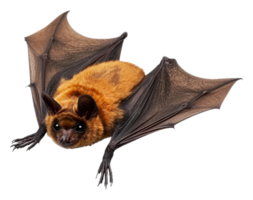 A close-up view of a brown bat in flight png