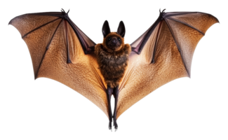 Large bat hanging with wings spread wide indoors png