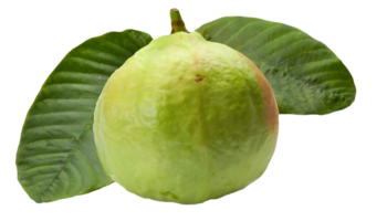 A Guava on a transparent background. Fruit graphic elements png