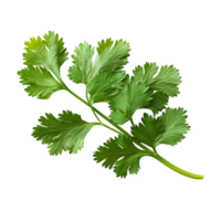 A coriander leaf, culinary herb element png