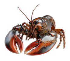 Isolated Lobster with Bright Red Shell and Claws on Transparent Background for Gourmet Dishes png