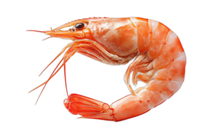 Isolated Cooked Shrimp with Vibrant Red Shell and Curved Body on Transparent Background png
