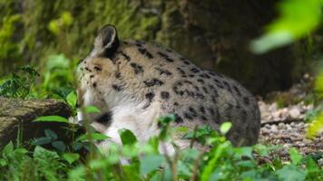 A snow leopard in the grass video