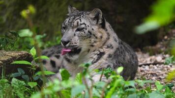 A snow leopard is sitting in the grass video
