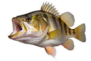 cernia pesce pesce isolato su trasparente sfondo png