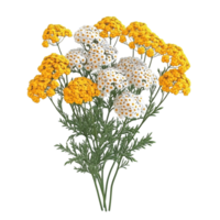 Beautiful Bouquet of Yellow and White Flowers on Transparent Background. png