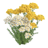 Yellow and White Chamomile Flowers Bouquet on Transparent Background. png