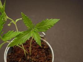 Cannabis seedling in a potted plant against a black background. photo