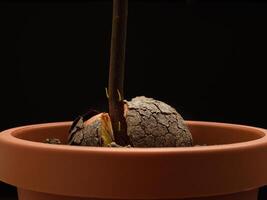 Macro shot of sprouted avocado seed planted in a potted against a black background in the studio photo