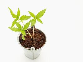 Cannabis seedling growing in potted isolated on a white background. photo