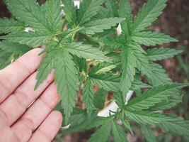 Close-up of the hand touching cannabis leaves growing in a potted outdoor. photo