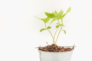 Cannabis seedling in a potted against a green background photo