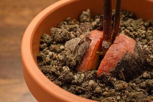 Macro shot of sprouted avocado seed planted in a potted on a wooden table. photo