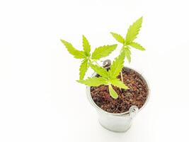 Marijuana seedling in a potted against a white background. photo