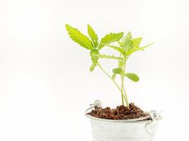 Marijuana seedling in a potted against a white background photo