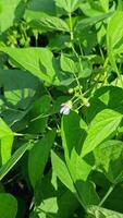 A small bean flower in pale white has bloomed against the dense green leaves of a garden crop, creating a subtle contrast. video