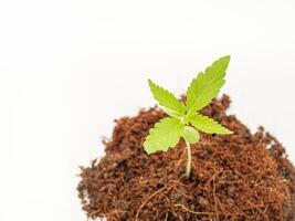 A pile of soil with cannabis seedling growth over on a white background. photo