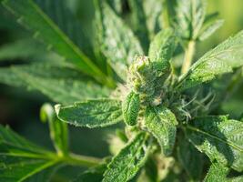 Cannabis buds flower. The texture of marijuana leaves. Concept of cannabis plantation for medical and business photo