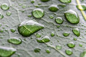 Leaf Veins in extreme close-up, with tiny droplets highlighting the intricate vein patterns and space for text or messages photo