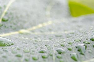 Close up of rain droplets on green leaf with customizable space for text or messages photo