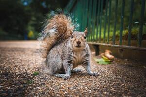 Detailed image of a grey squirrel standing on a gravel path next to a green metal fence in a London park. The background is blurred, highlighting the squirrel. photo