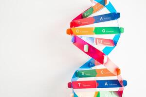 DNA or Deoxyribonucleic acid is a double helix chains structure formed by base pairs attached to a sugar phosphate backbone. photo
