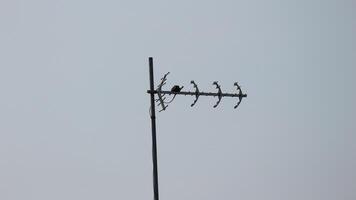 Isolated photo of a house antenna.
