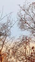 Photo of leaves and stems with green and yellow leaves. Starting to enter autumn.