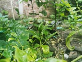 Pepper plants thrive in gardens. photo