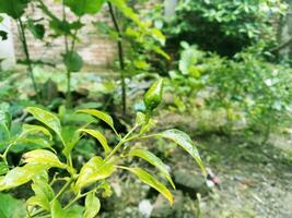 Green Chilli can be planted anywhere photo