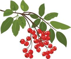 Branch with red berries and green leaves vector