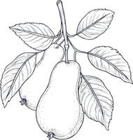 Pears on a branch line drawing vector