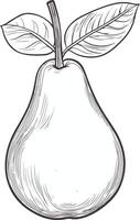 Pear with leaves sketch vector