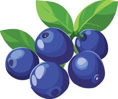 Blueberries Simple organic vector
