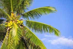 Coconut palm tree with fruit photo