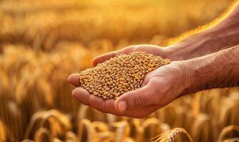 Close up of farmer's hands holding wheat grains with copy space, wheat field with golden ears photo