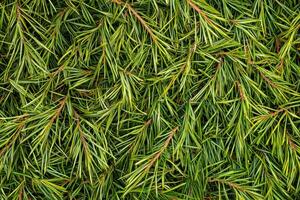 A close-up of scattered green pine needles forms a natural, textured background photo
