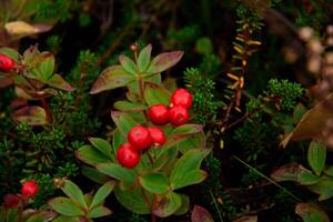 Closeup of vibrant Red Berries surrounded by Lush Green Leaves and various Forest undergrowth plants. Interplay of colors and textures provides a natural and captivating view for botanical studies photo