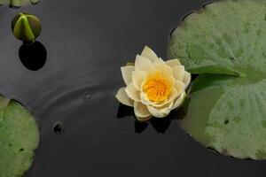 Beautiful White Water Lily and Lily Pads on Calm Pond Water for Nature Photography and Design Use photo