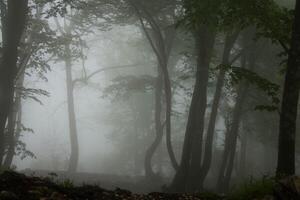 Atmospheric Misty Forest Landscape featuring tall trees obscured by dense fog. Serene Wilderness creates a calming, ethereal scene ideal for naturethemed designs photo