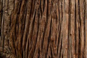 Closeup of Textured Tree Bark Surface for Nature and Rustic Design photo