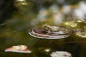 Green Frog sits Peacefully on a Lily Pad in middle of calm pond, surrounded by reflections floating leaves. Serene beauty of aquatic wildlife and is perfect for use in naturethemed print designs photo