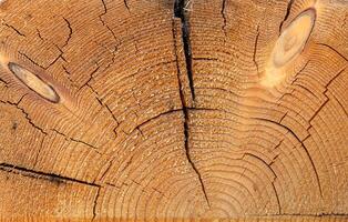 Wood texture background. Closeup of an old cut tree trunk with cracks and annual rings. photo