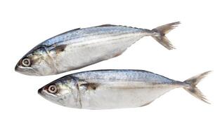 Two fresh mackerel from the sea, isolated from the background clipping path photo