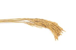 Yellow rice ears isolated from the background photo