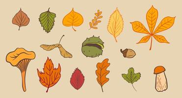 various autumn items like leaves, nuts, and mushrooms with warm, fall-inspired colors. It captures the essence of the cozy autumn season, perfect for creating seasonal illustrations. vector