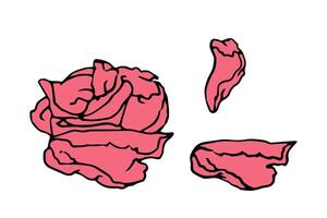 pieces of pickled ginger in doodle style, for educational, package, menu, recipe, poster, banner, package design vector