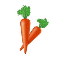 Carrots in a realistic style on a pure white background vector