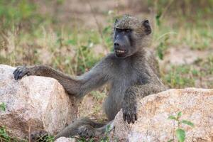 Smiling Baboon siting between rocks photo