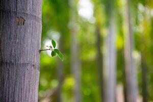 Green Leaves Emerging from a Textured Tree Bark photo